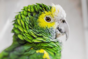 Green bird plumage, Harlequin Macaw feathers, nature texture background. Selective Focus.
