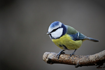 Blue Tit