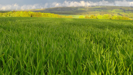Fototapeta premium sunset and rain over the green fields