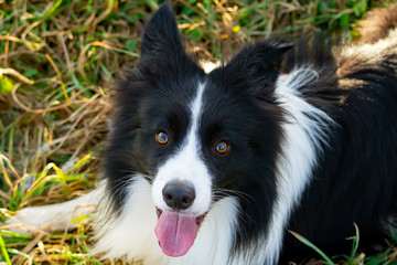 Border collie. Walking outdoors in the autumn.Beautiful closeup portrait.