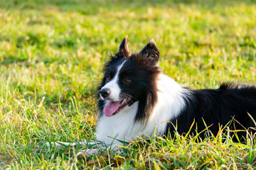 Border collie. Walking outdoors in the autumn.Beautiful closeup portrait.