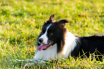 Border collie. Walking outdoors in the autumn.Beautiful closeup portrait.