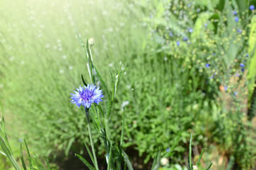 Blue flowers of cornflowers.