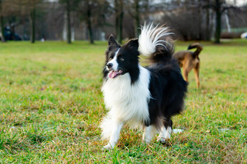 Obraz premium Border collie. Walking outdoors in the autumn.Beautiful closeup portrait.