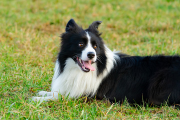 Border collie. Walking outdoors in the autumn.Beautiful closeup portrait.