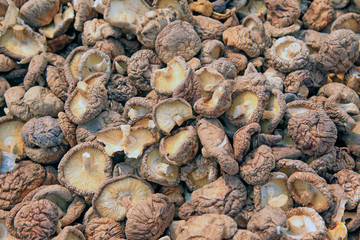 dry mushrooms