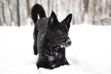 dog in the snow