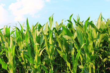 green Corn Field