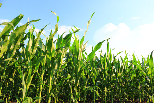 green Corn Field