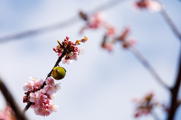 河津桜