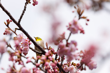 河津桜