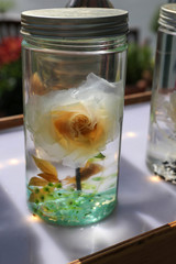 One white canned rose in a jar
