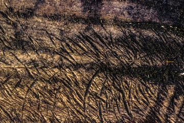 Wood Textures Backgrounds