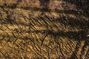 Wood Texture Backgrounds