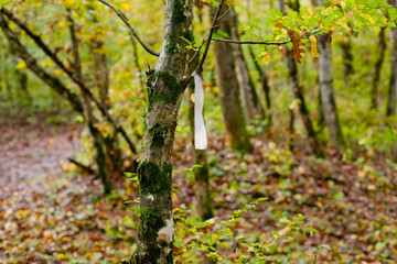  tourist mark in the forest