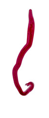Patterns and backgrounds of Parasitic, Study of Parasitic and Anatomical pathology in laboratory.