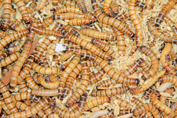 Yellow powder insect