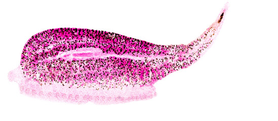 Patterns and backgrounds of Parasitic, Study of Parasitic and Anatomical pathology in laboratory.