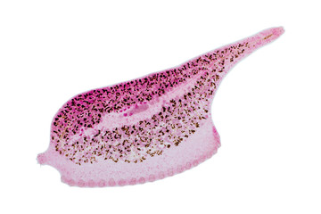 Patterns and backgrounds of Parasitic, Study of Parasitic and Anatomical pathology in laboratory.