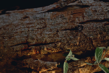 Wood Texture Backgrounds