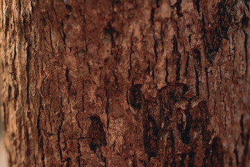 Wood Texture Backgrounds