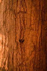 Wood Texture Backgrounds