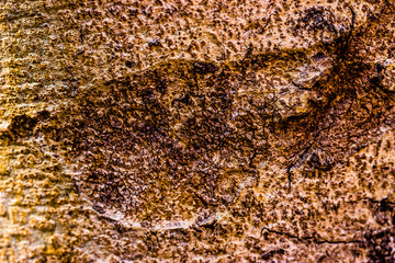 Wood Texture Backgrounds