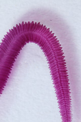 Patterns and backgrounds of Parasitic, Study of Parasitic and Anatomical pathology in laboratory.