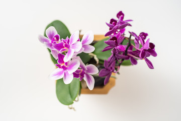 Top view of small plant pot on white