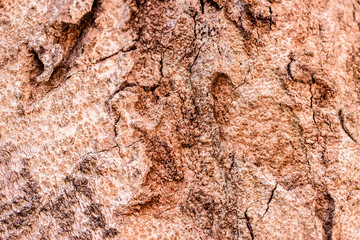 Wood Texture Backgrounds