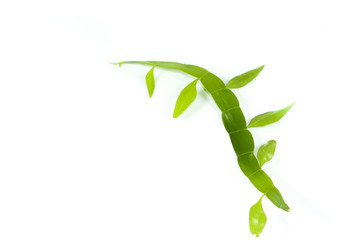 Homalocladium platycladum Close up