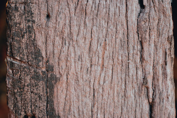 Wood Texture Backgrounds