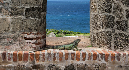 Big iguana sits on the wall - 240481877