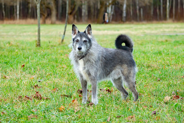 Fototapeta premium Young energetic half-breed dog walks in the meadow in the autumn.Beautiful closeup portrait.