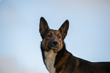 Young energetic half-breed  dog walks in the meadow in the autumn.Beautiful closeup portrait.