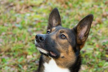 Young energetic half-breed  dog walks in the meadow in the autumn.Beautiful closeup portrait.