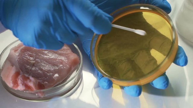 Lab technician does a microbiological test of meat.
