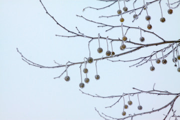 platane fruit in the frost and snow