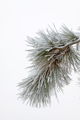 cedar tree branches in the frost and snow