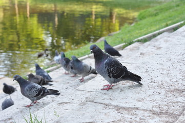 Obraz premium stado gołębi na kamiennych schodach w letnim parku. gołąb patrzy w kamerę