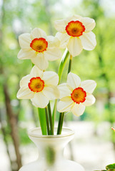 Obraz na płótnie Canvas Four daffodils on a natural background
