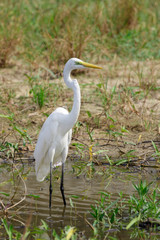 Image of Great Egret(Ardea alba) on the natural background.Large egret or great white heron, White Birds, Animal.