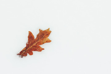 fallen yellow oak leaf lying on white snow close up