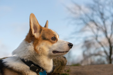 Welsh corgi. Walking outdoors in the autumn.Beautiful closeup portrait.