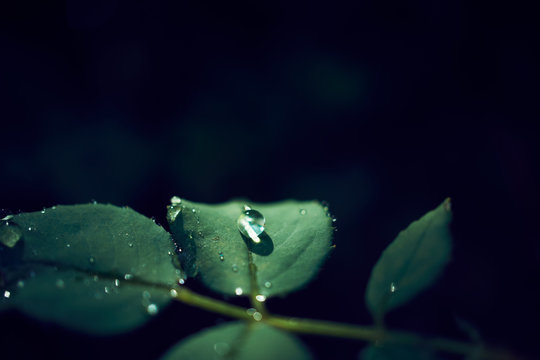 バラの葉につく水滴