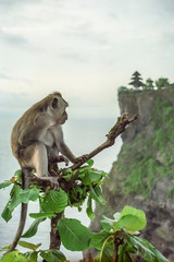 Monkey with the Uluwatu temple in background, Bali, Indonesia