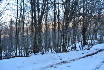 Passeggiando per il bosco