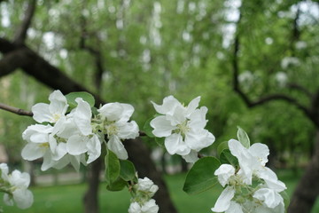 Some white flowers of apple tree in spring