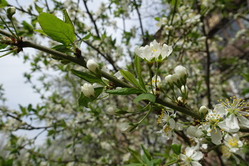 Fresh leafage and white flowers of cherry tree