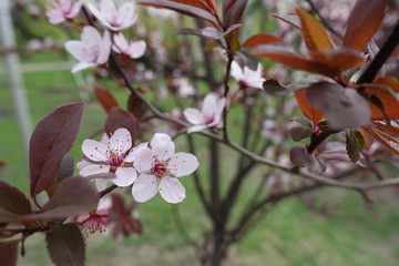 Closeup of pink flowers on branch of Prunus pissardii in spring